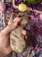 Kokos M #4 OSCAR, a male Miniature Schnauzer for sale in Riceville, TN – Photo 6 of 7