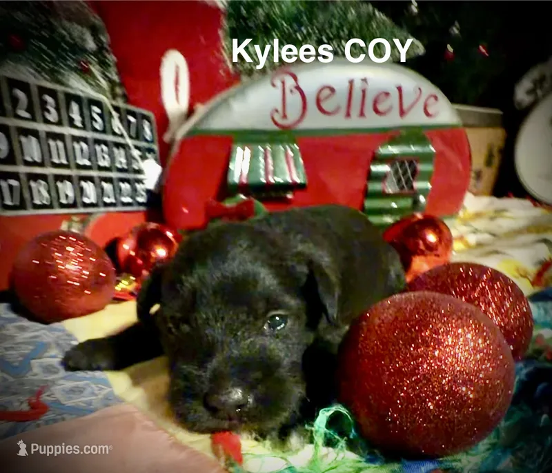 Kylees COY  – Miniature Schnauzer puppy for sale in Riceville, TN