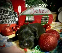 Kylees COY , a male Miniature Schnauzer for sale in Riceville, TN – 1 of 6