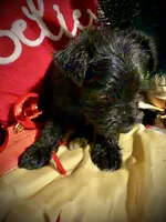 Kylees COY , a male Miniature Schnauzer for sale in Riceville, TN – 3 of 7