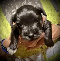 Kookee, a female Miniature Schnauzer for sale in Riceville, TN – Photo 2 of 6
