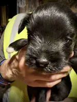 Kookee, a female Miniature Schnauzer for sale in Riceville, TN – Photo 3 of 6