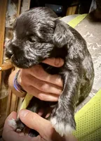 Kookee, a female Miniature Schnauzer for sale in Riceville, TN – Photo 4 of 6