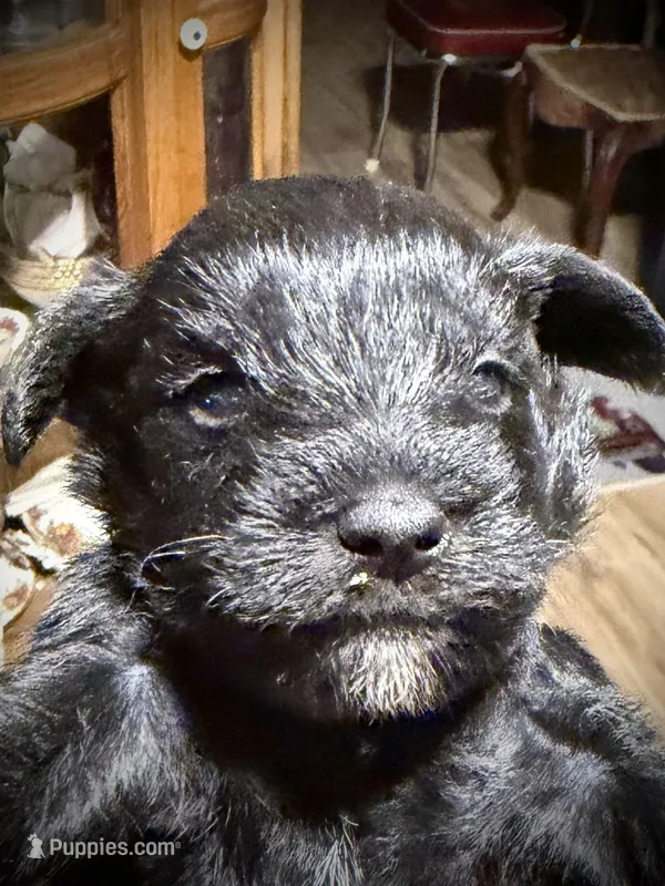 Kookee – Miniature Schnauzer puppy for sale in Riceville, TN