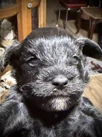 Kookee, a female Miniature Schnauzer for sale in Riceville, TN – Photo 1 of 6