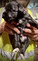 Kookee, a female Miniature Schnauzer for sale in Riceville, TN – Photo 6 of 6
