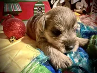 Kylees STELLA, a female Miniature Schnauzer for sale in Riceville, TN – 5 of 7