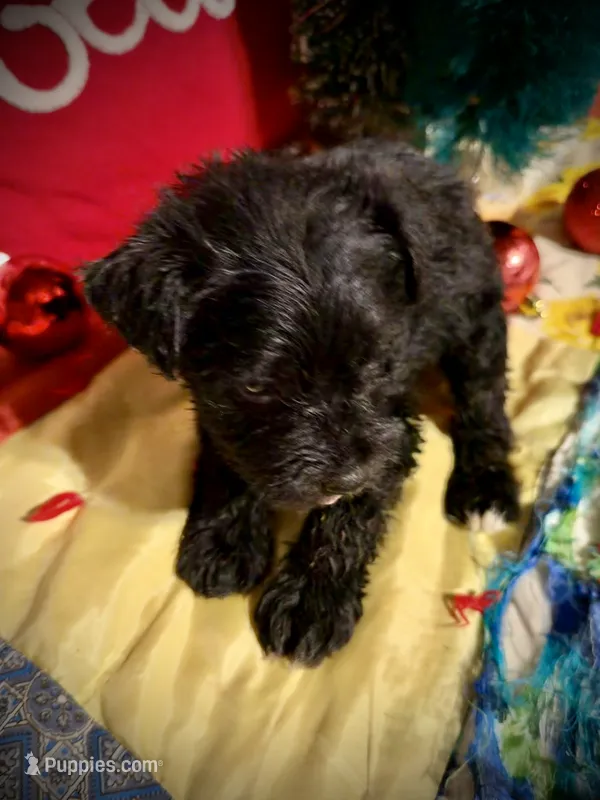 Kylees COY  – Miniature Schnauzer puppy for sale in Riceville, TN