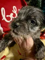 Kylees WILLA-DEENE, a female Miniature Schnauzer for sale in Riceville, TN – 4 of 8