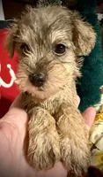 Kylees STELLA, a female Miniature Schnauzer for sale in Riceville, TN – 4 of 9