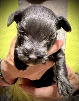 KOOPER, a male Miniature Schnauzer for sale in Riceville, TN – Photo 2 of 5