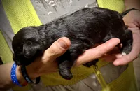 KOOPER, a male Miniature Schnauzer for sale in Riceville, TN – Photo 3 of 5