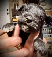 KOOPER, a male Miniature Schnauzer for sale in Riceville, TN – Photo 4 of 5