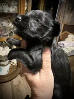 KOOPER, a male Miniature Schnauzer for sale in Riceville, TN – Photo 1 of 5