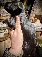 KOOPER, a male Miniature Schnauzer for sale in Riceville, TN – Photo 5 of 5