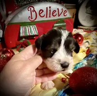 Kylees DOLLY, a female Miniature Schnauzer for sale in Riceville, TN – 3 of 6