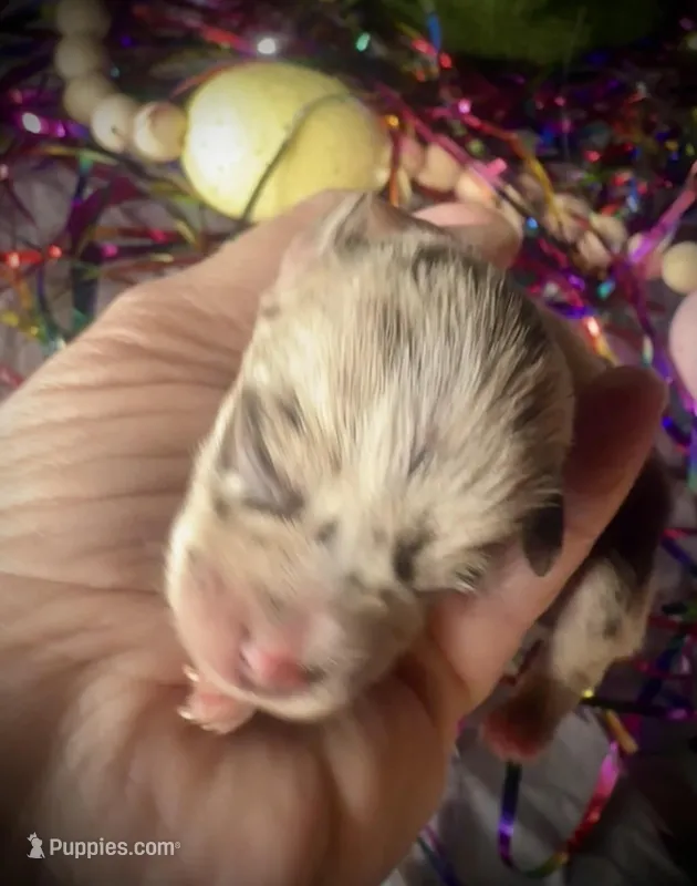 Kokos F #2  SOPHIE – Miniature Schnauzer puppy for sale in Riceville, TN