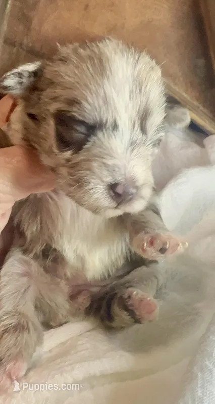 Kokos F #2  SOPHIE – Miniature Schnauzer puppy for sale in Riceville, TN