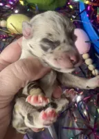 Kokos F #2  SOPHIE, a female Miniature Schnauzer for sale in Riceville, TN – Photo 4 of 6