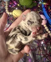 Kokos F #2  SOPHIE, a female Miniature Schnauzer for sale in Riceville, TN – Photo 6 of 6