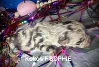 Kokos F #2  SOPHIE, a female Miniature Schnauzer for sale in Riceville, TN – Photo 3 of 6