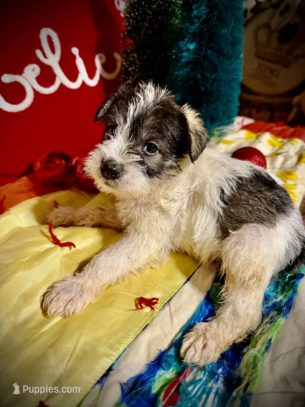 Kylees DOLLY – Miniature Schnauzer puppy for sale in Riceville, TN
