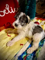 Kylees DOLLY, a female Miniature Schnauzer for sale in Riceville, TN – 1 of 9