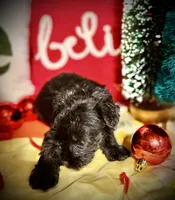 Kylees RANDEL, a male Miniature Schnauzer for sale in Riceville, TN – 2 of 7