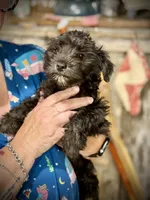 Kookee, a female Miniature Schnauzer for sale in Riceville, TN – 2 of 10