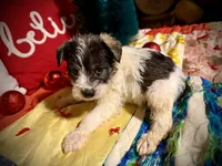 Kylees DOLLY, a female Miniature Schnauzer for sale in Riceville, TN – 4 of 9