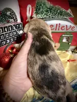 Kylees STELLA, a female Miniature Schnauzer for sale in Riceville, TN – 2 of 7