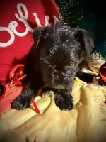 Kylees COY , a male Miniature Schnauzer for sale in Riceville, TN – 4 of 7