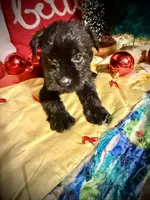 Kylees RANDEL, a male Miniature Schnauzer for sale in Riceville, TN – 4 of 7
