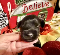 Kylees RANDEL, a male Miniature Schnauzer for sale in Riceville, TN – 6 of 6