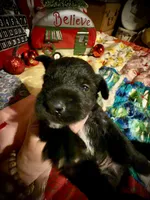 Kylees COY , a male Miniature Schnauzer for sale in Riceville, TN – 3 of 6