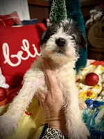 Kylees DOLLY, a female Miniature Schnauzer for sale in Riceville, TN – 3 of 9