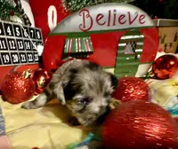 Kylees WILLA-DEENE, a female Miniature Schnauzer for sale in Riceville, TN – 2 of 6