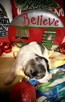 Kylees DOLLY, a female Miniature Schnauzer for sale in Riceville, TN – 4 of 6
