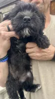 Tequilas BEAU, a male Miniature Schnauzer and Bernedoodle for sale in Riceville, TN – Photo 2 of 3