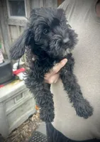 Tequilas BEAU, a male Miniature Schnauzer and Bernedoodle for sale in Riceville, TN – Photo 3 of 3