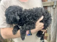 Tequilas BEAU, a male Miniature Schnauzer and Bernedoodle for sale in Riceville, TN – Photo 1 of 3