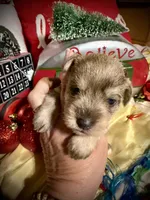 Kylees STELLA, a female Miniature Schnauzer for sale in Riceville, TN – 3 of 7
