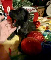 Kylees COY , a male Miniature Schnauzer for sale in Riceville, TN – 2 of 6