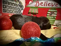 Kylees RANDEL, a male Miniature Schnauzer for sale in Riceville, TN – 4 of 6