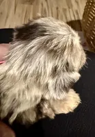 Kokos SOPHIE, a female Miniature Schnauzer for sale in Riceville, TN – Photo 3 of 6