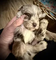Kokos SOPHIE, a female Miniature Schnauzer for sale in Riceville, TN – Photo 2 of 6