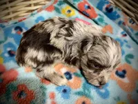 Kokos SOPHIE, a female Miniature Schnauzer for sale in Riceville, TN – Photo 5 of 6