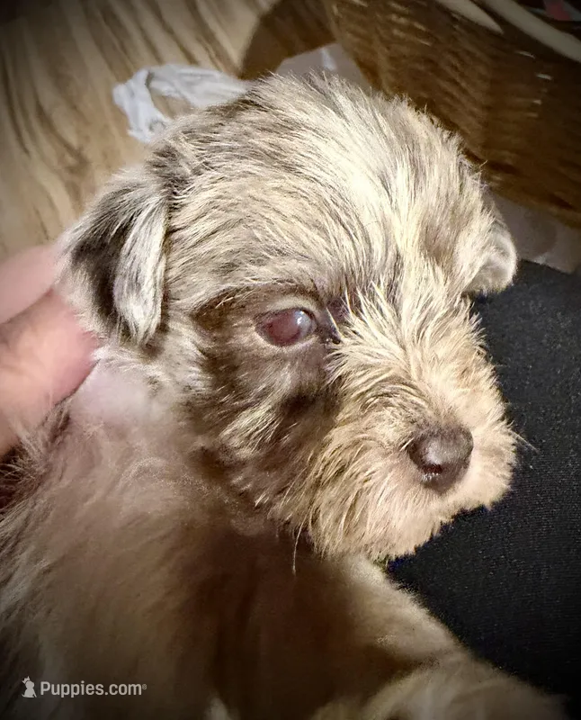 Kokos SOPHIE – Miniature Schnauzer puppy for sale in Riceville, TN