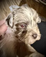 Kokos SOPHIE, a female Miniature Schnauzer for sale in Riceville, TN – Photo 1 of 6