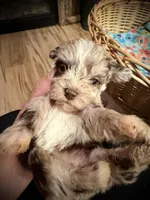 Kokos SOPHIE, a female Miniature Schnauzer for sale in Riceville, TN – Photo 4 of 6